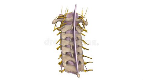 Cervical Spine With Ligaments Blood Vessels And Nerves Stock Video