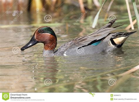 Green Winged Teal Drake Stock Photo Image Of Duck