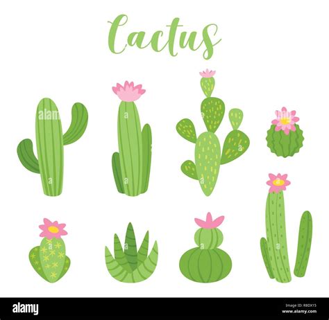 Cute Cactus Vector Illustration For Any Purposes Green Plant Design