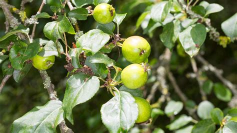 Crab Apple Malus Sylvestris British Trees Woodland Trust