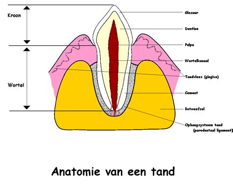 Tand Anatomie Tand Anatomi — Stock Vektor © Helioshammer 30527355 Christian Whirs1989