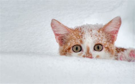 Kittens In Winter Wallpapers Wallpaper Cave