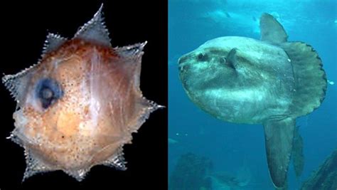 8 Baby Animals That Dont Look Like Their Parents Scary Fish Baby