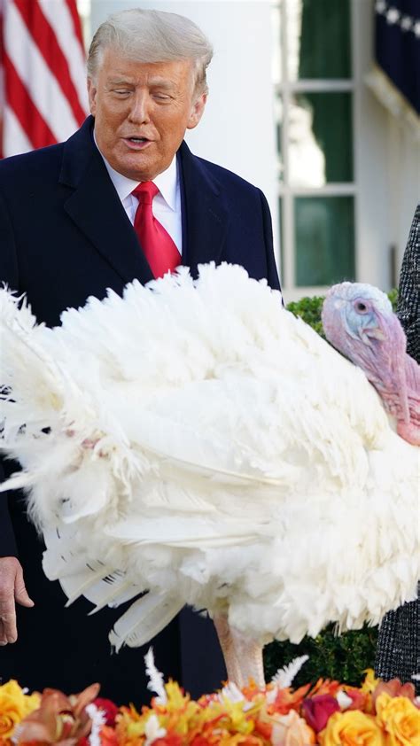 why does the president pardon a turkey