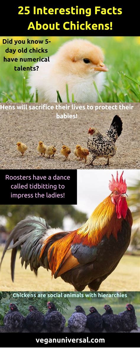 25 Facts About Chickens Roosters Hens And Chicks Vegan Universal Chickens Raising Meat