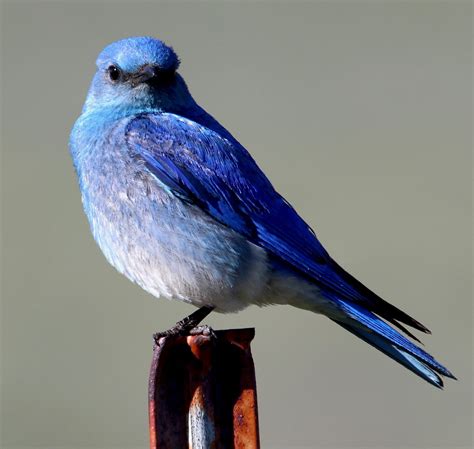 Mountain Bluebirds Idahos State Bird Henrys Fork Wildlife Alliance