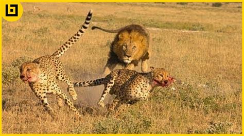 15 Ruthless Lion Battles Caught On Camera Youtube