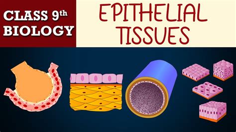 Tissues Part 5 Animated Epithelial Tissues Cbse Class 9