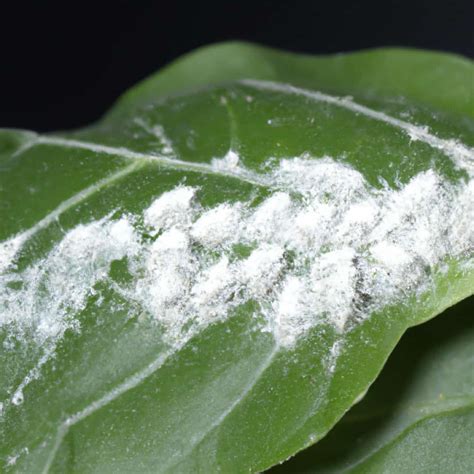 How To Get Rid Of Mealybugs On Plants A Full Guide To Home Remedies