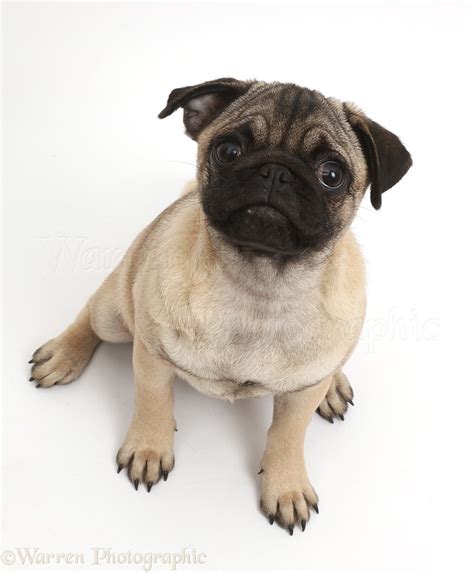 Dog Pug Puppy Sitting And Looking Up Photo Wp42282