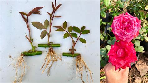 How To Propagate Roses From 1 Branch To 3 Plants Youtube