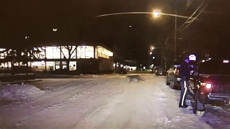 Cougar Caught On Rcmp Dashcam In Banff Youtube