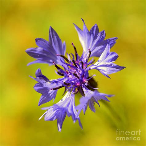 Cornflower Knapweed Centaurea Scabiosa Or Greater Knapweed Blue Flower