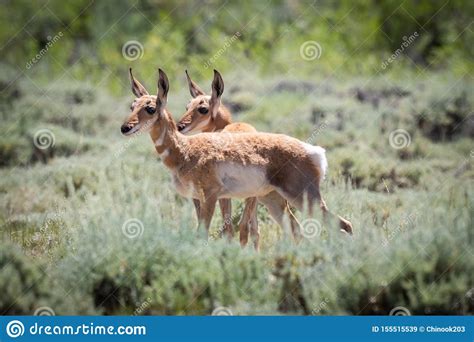 Pronghorn Fawn Twins Stock Image Image Of Colorado 155515539