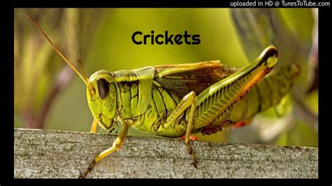 Crickets Youtube