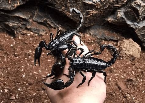 Asian Giant Forest Scorpion Heterometrus Petersii Happyforeststore