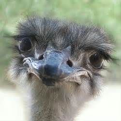 38 Best Ostrich Funny Faces Images On Pinterest Ostriches
