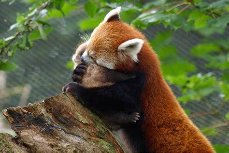 Amazing Creatures 40 Adorable Red Panda Pictures 40 Pics