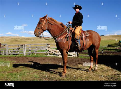 Cowboy Sitting On A Horse In The Corral Saskatchewan Canada Stock