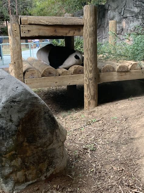 Panda Updates Monday October 7 Zoo Atlanta