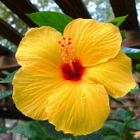 Ivalu Nielsen Yellow Hibiscus Plant Near Me Fort Myers Yellow