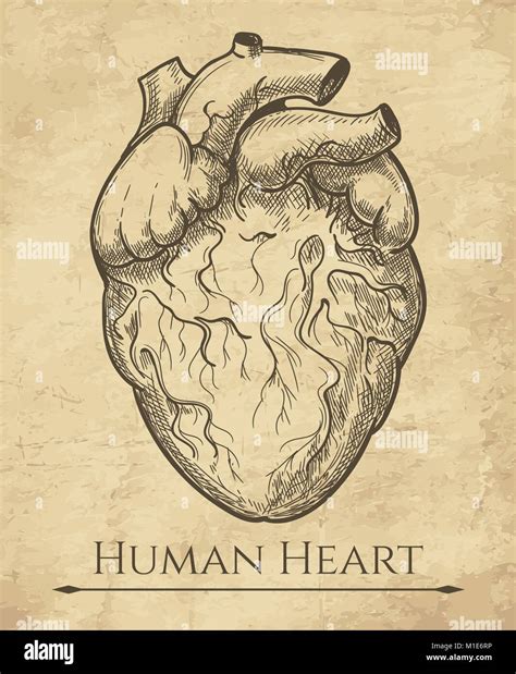 Human Heart Sketch Anatomical Heart Organ Etching Drawing Medical