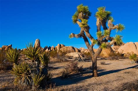 Check spelling or type a new query. Joshua Tree National Park Tour - Palm Springs | TourSales