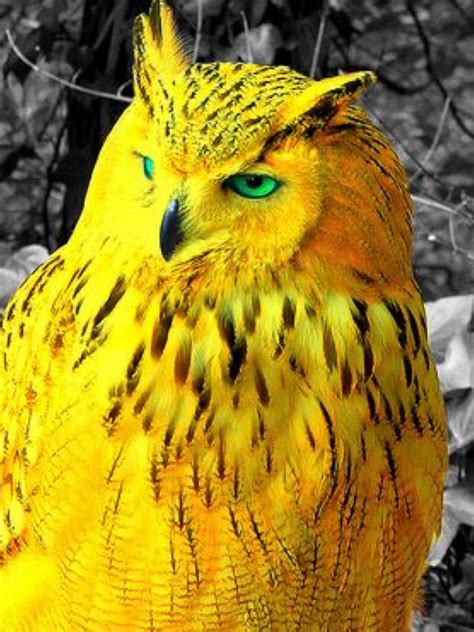Stunning Golden Owl Pet Birds Animals Beautiful Nocturnal Birds