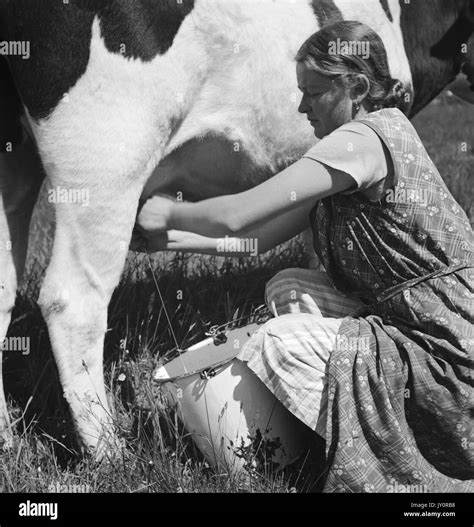 Milking Cow Black And White Stock Photos Images Alamy