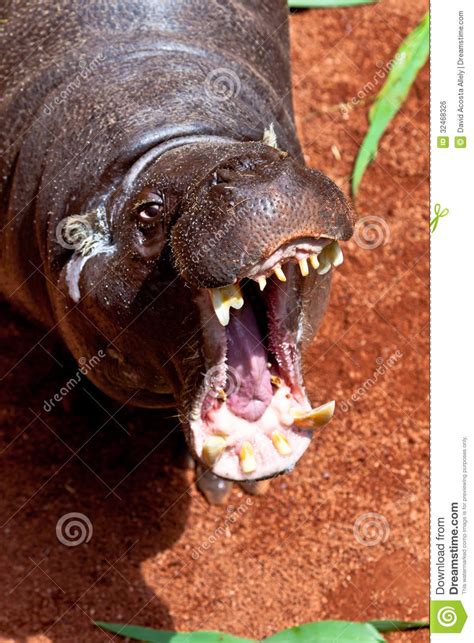 Hippopotamus Pigmy Hexaprotodon Liberiensis Stock Photo Image Of