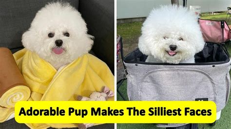 Adorable Pup Makes The Silliest Faces Youtube