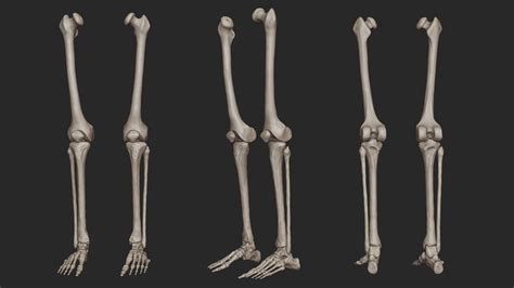 Human Skeletal Leg Bones High Poly 3d Model Cgtrader