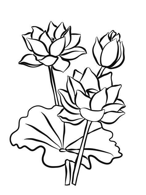 Lotus Clipart Black And White Png Free Clipart World