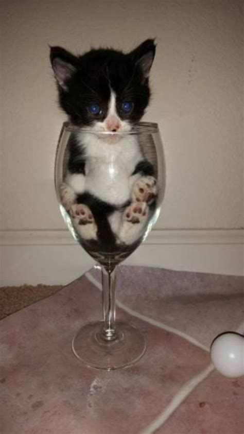 Black cat handpainted stemless wine glass cat lover wine glass cat lover gifts. 20 Adorable Kitty Photos - Erratic Frog