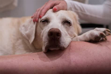 Mast Cell Tumors In Dogs Advice And Info From A Holistic Veterinarian