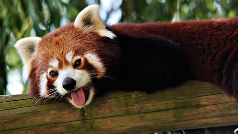 Red Panda Hd Wallpaper 28170 Baltana