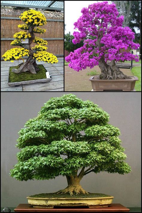 8 Most Beautiful And Unique Bonsai Trees That Truly Exist