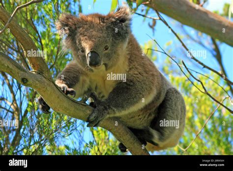 Koala Bear In The Wild In The Eucalyptus Trees On Cape Otway In
