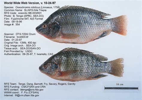 Ikan nila adalah sejenis ikan konsumsi air tawar. Ikan Nila | Budidaya Ikan | Ikan Hias | Resep Ikan | Gambar dan Video