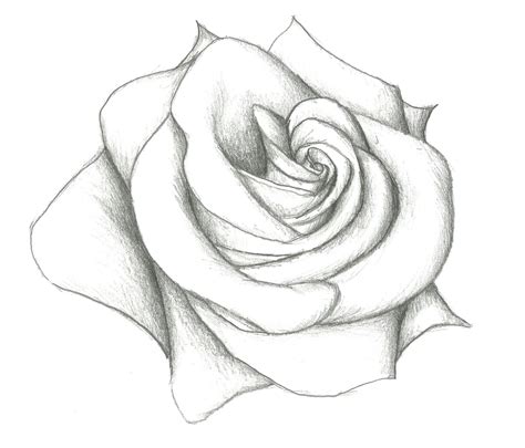 Rose Drawing Drawn Hearts Big Rose Pencil And Inlor Drawn 