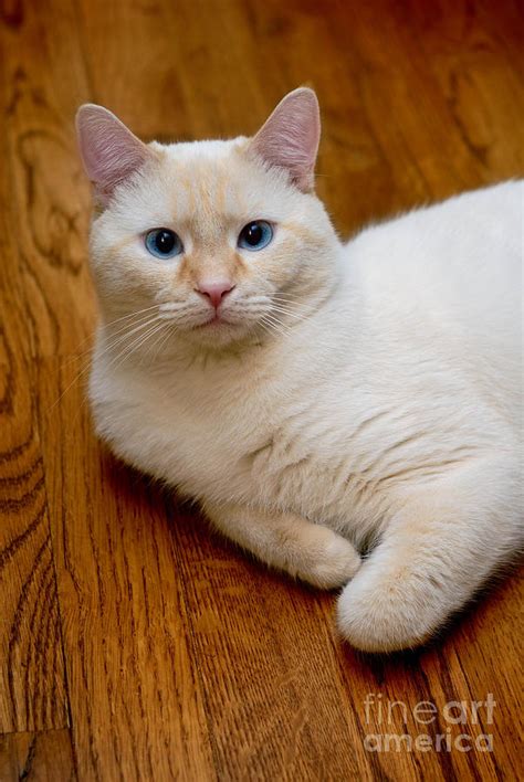 This is what our new kitty will look like when she's grown. :: Dom Gato ~ Domestic Cat Rp :: :|: Lioden