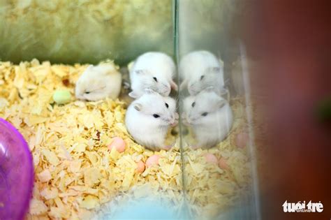 Demand For Pet Hamsters Rises In Vietnam As Year Of The Rat Nears