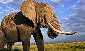 Species Spotlight: African Elephant | Pages | WWF