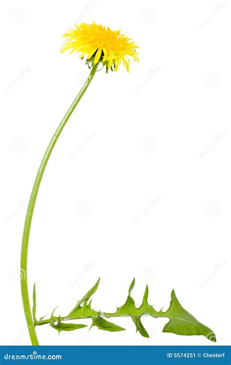 Dandelion Flower With Long Stem Stock Image Image Of Flora Dandelion
