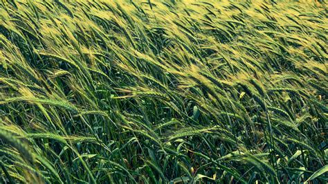 Barley 1080p 2k 4k Full Hd Wallpapers Backgrounds Free Download