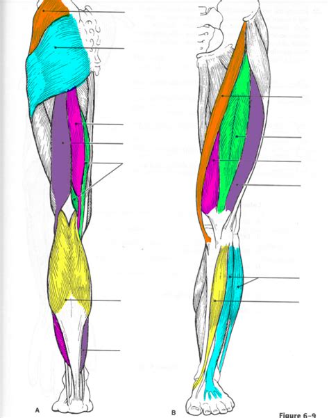 Anatomy Leg Muscles Diagram Diagram Quizlet
