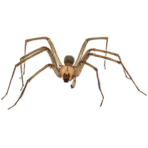 Quick Answers Do Brown Recluse Spiders Spin Webs Bug A Way