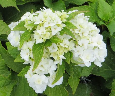 It has the versatility to be used in gardens and landscapes alike! Hydrangea - macrophylla - Double Delights 'Wedding Gown ...