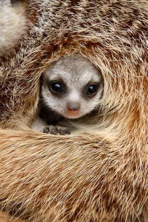 Oh So Cozy And Warm A Meerkat Pup Makes Itself Comfortable Cute Baby