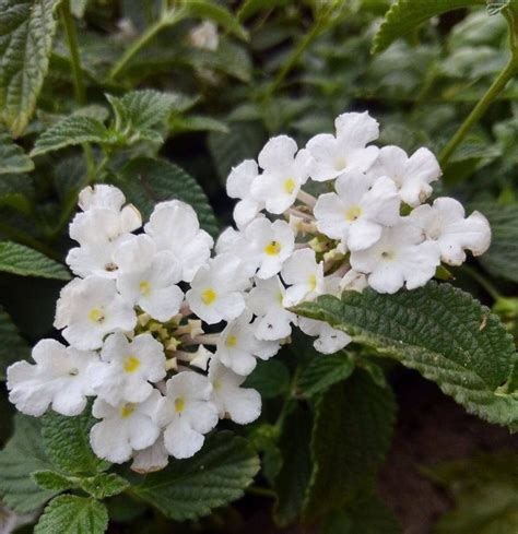 White Lightnin Trailing Lantana Lantana Plant Lantana Plants